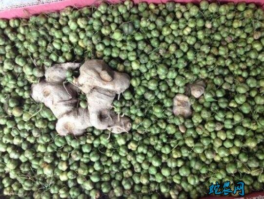 黄精种子多少钱一斤、2020年黄精种子价格!