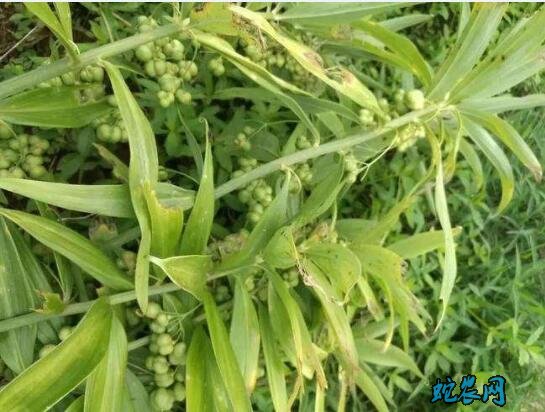 黄精种子多少钱一斤、2020年黄精种子价格!