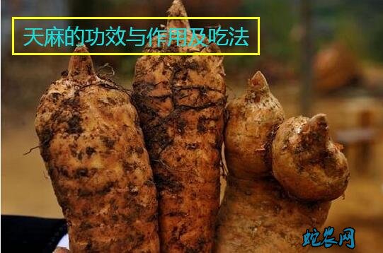 天麻的功效与作用吃法