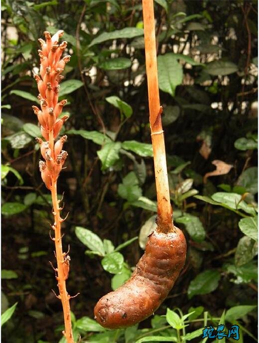 天麻植株图片大全