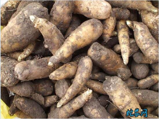 天麻植株图片大全11