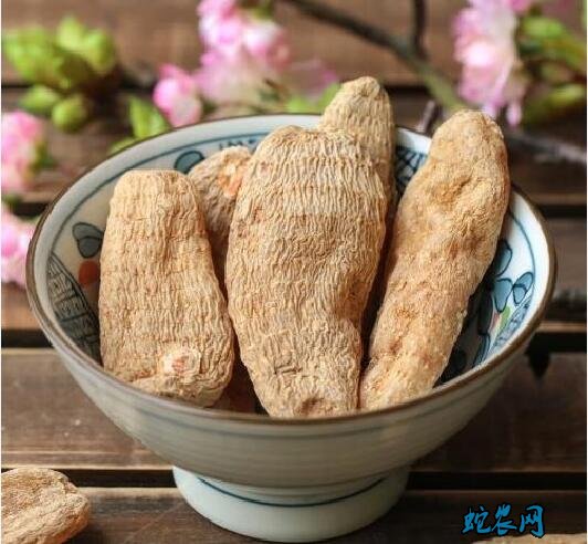 天麻植株图片大全5