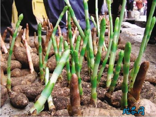 天麻植株图片大全6