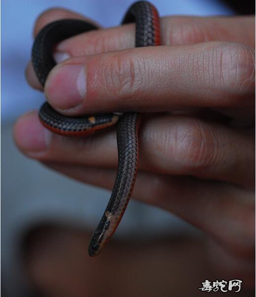最小宠物蛇图片