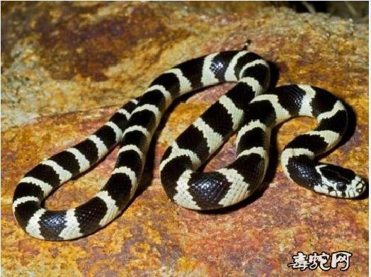 最小宠物蛇图片