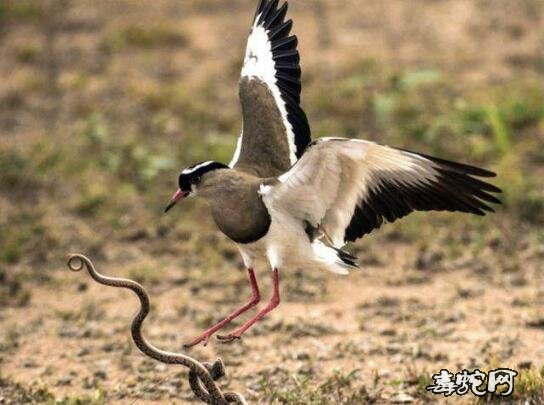 ：母鸟为子报仇攻击花蛇、最后一张图让人担心！