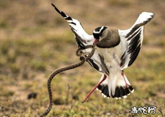 ：母鸟为子报仇攻击花蛇、最后一张图让人担心！