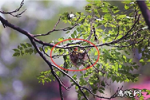 蛇鸟之战:黄鹂一家的浩劫