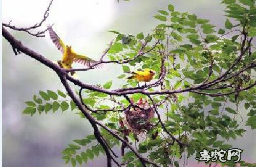 蛇鸟之战:黄鹂一家的浩劫
