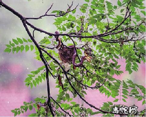 蛇鸟之战:黄鹂一家的浩劫