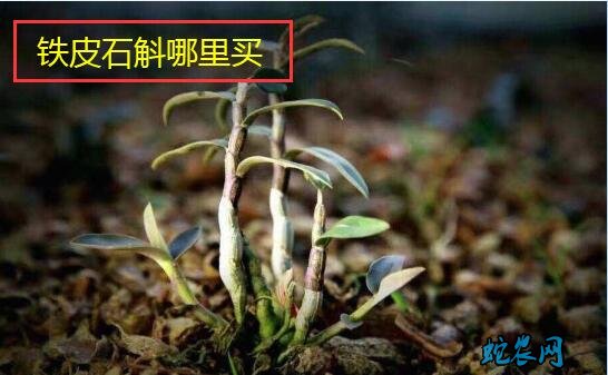 铁皮石斛哪里买