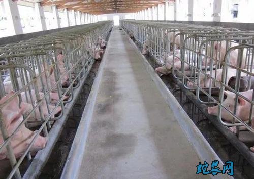 重庆开州区：生猪生产形势持续趋稳向好