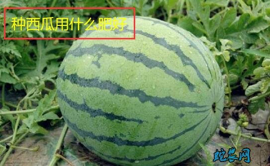 种西瓜用什么肥好?西瓜精量施肥技术?