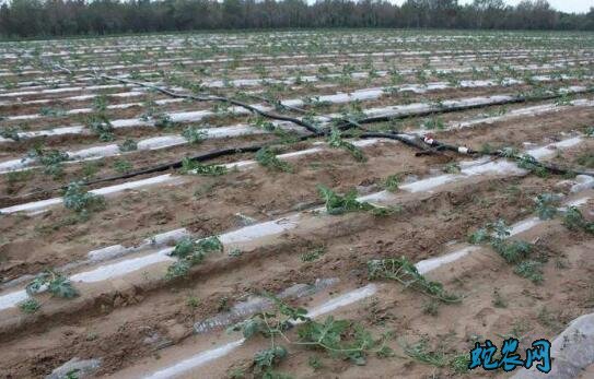 种西瓜用什么肥好?西瓜精量施肥技术?