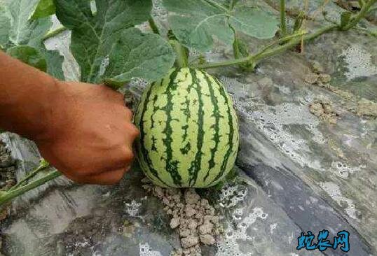 种西瓜用什么肥好?西瓜精量施肥技术?