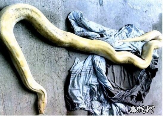浙江一小区天降3米长大蟒蛇!黄金蟒蛇主人涉嫌非法饲养!