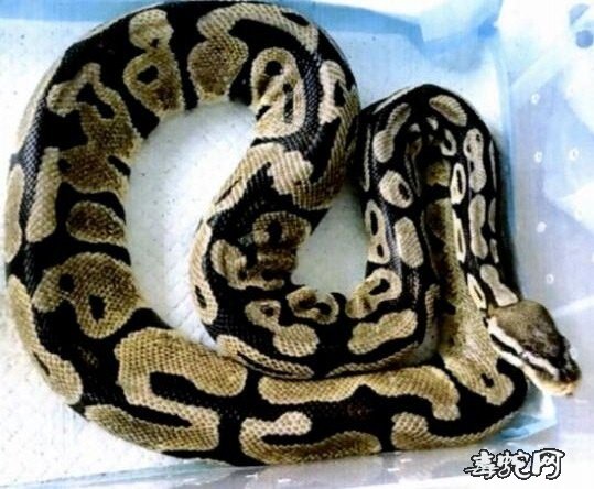 浙江一小区天降3米长大蟒蛇!黄金蟒蛇主人涉嫌非法饲养!