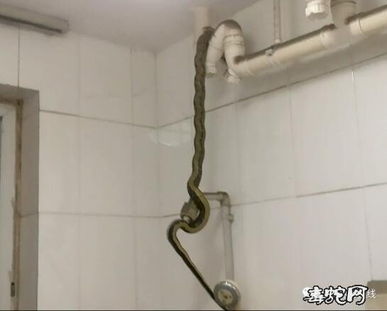 合肥一市民热水器出现“大蟒蛇”！吓得报警不敢洗澡！
