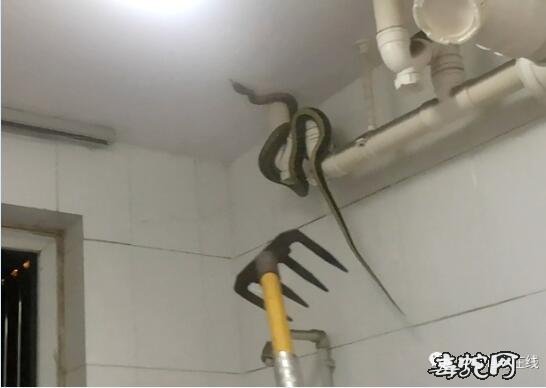 合肥一市民热水器出现“大蟒蛇”！吓得报警不敢洗澡！