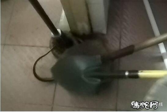 合肥一市民热水器出现“大蟒蛇”!吓得报警不敢洗澡!