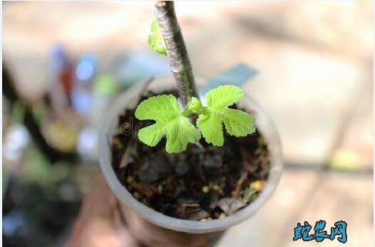 无花果盆栽的养殖方法