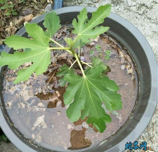 无花果盆栽的养殖方法
