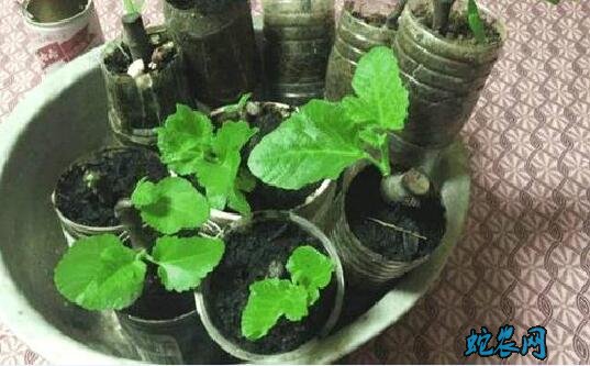 无花果盆栽的养殖方法