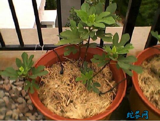 无花果盆栽的养殖方法