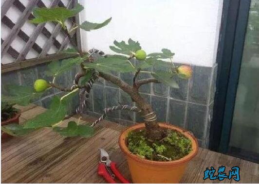 无花果盆栽的养殖方法