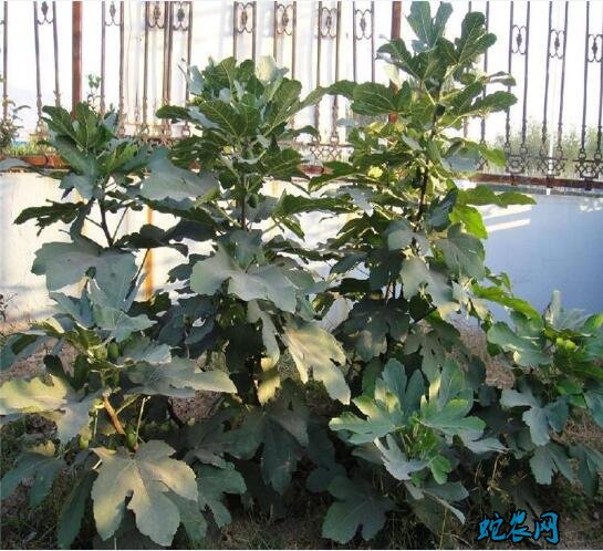 无花果盆栽的养殖方法