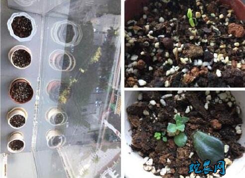 百香果籽的播种方法