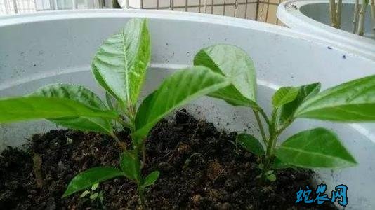 百香果籽的播种方法