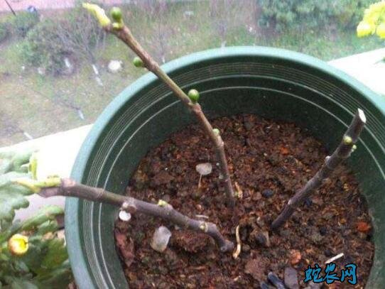 无花果盆栽养护技巧