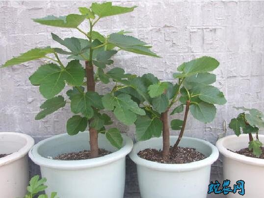 无花果盆栽养护技巧