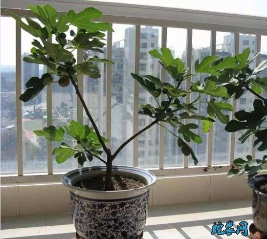 无花果盆栽养护技巧