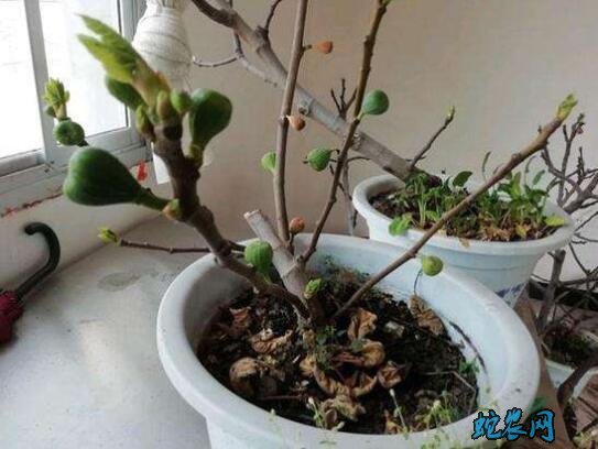 无花果盆栽养护技巧