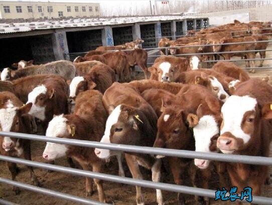 2020年5月16日肉牛价格行情、今日肉牛多少钱一头?