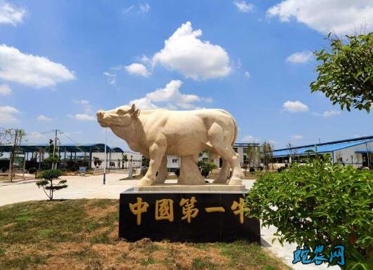 2020年5月16日夏南牛价格行情、今日夏南牛多少钱一头?