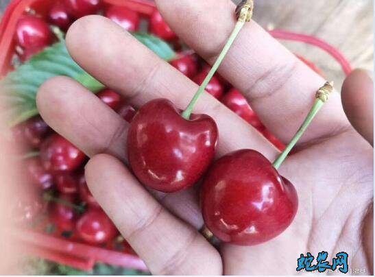 大樱桃车厘子出售:闻名遐迩的澄城县大樱桃熟啦