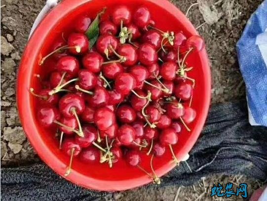 大樱桃车厘子出售:闻名遐迩的澄城县大樱桃熟啦