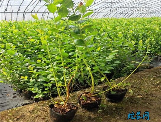 蓝莓种苗价格、2020年蓝莓苗多少钱一棵?