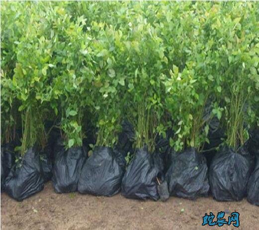 蓝莓种苗价格、2020年蓝莓苗多少钱一棵?