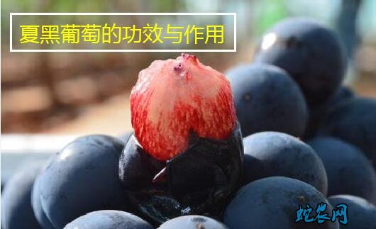 夏黑葡萄的功效与作用