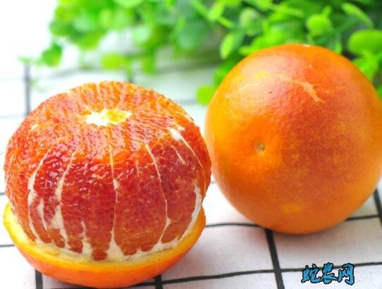 致富经:重庆巴南500亩血橙熟啦“橙”心“橙”意等你来摘!