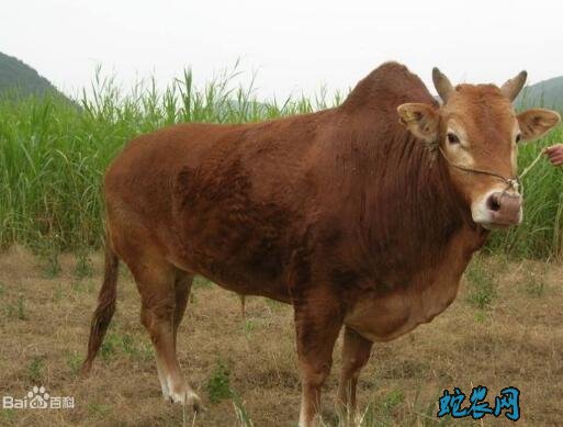 2020年5月17日驼峰牛价格行情、今日驼峰牛多少钱一头?