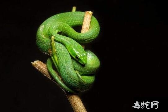 绿色宠物蛇都有哪些品种