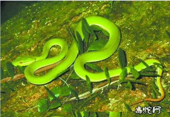 绿色宠物蛇都有哪些品种?