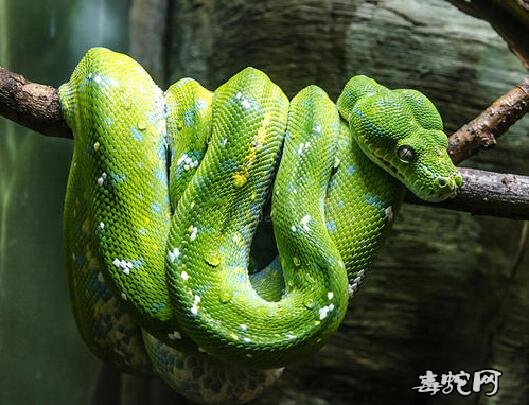 6,绿树蟒-无毒