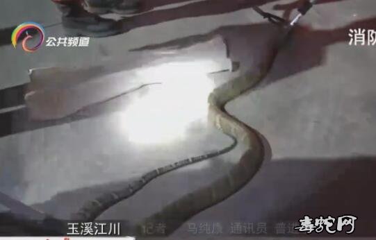 玉溪江川3米长眼镜王蛇偷鸡被网缠