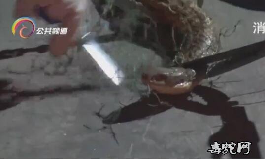玉溪江川3米长眼镜王蛇偷鸡被网缠
